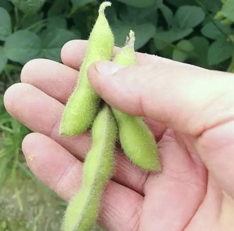 江苏毛豆精品翠绿宝毛豆大量上市量大从优大豆夹全国商超