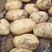 【精】河南土豆开封希森土豆品种齐全产地直发欢迎来电咨询