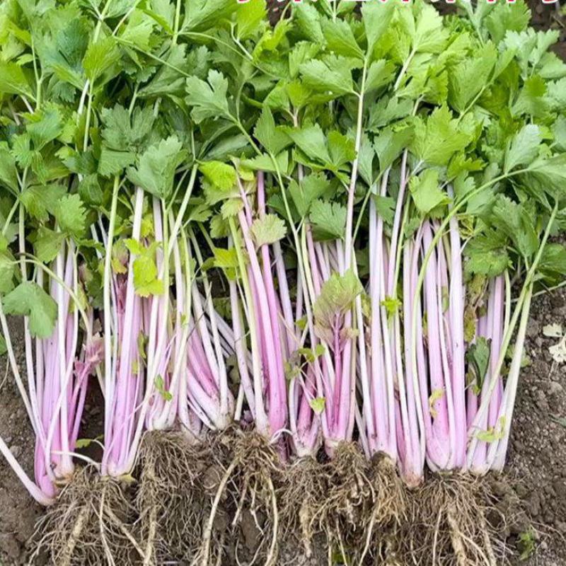 紫玉香芹种子红芹菜种籽紫色孑盆栽蔬菜阳台籽种香味浓细芹菜