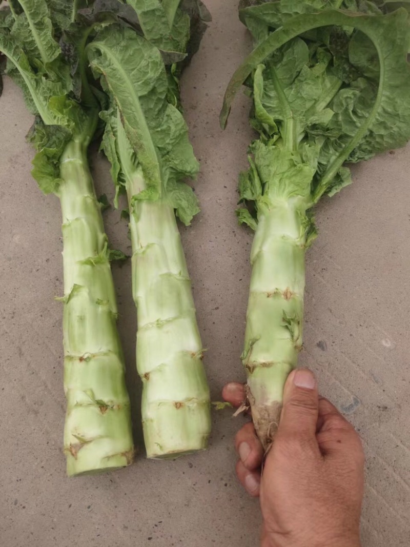 精品（兰州货）莴笋大量有货，质量求生存