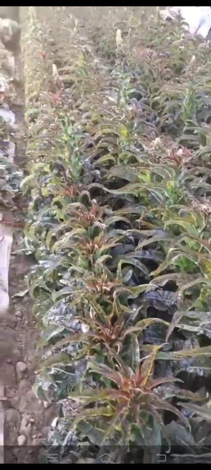 精品（兰州货）莴笋大量有货，质量求生存