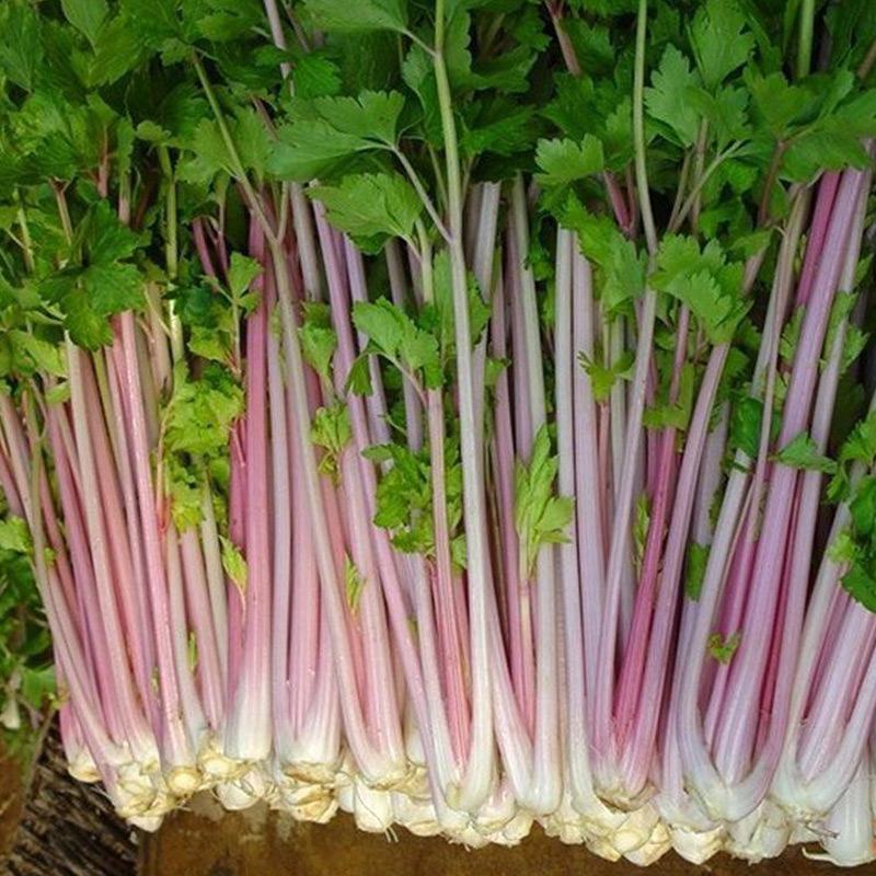 紫玉香芹种子红芹菜种籽紫色孑盆栽蔬菜阳台籽种香味浓细芹菜