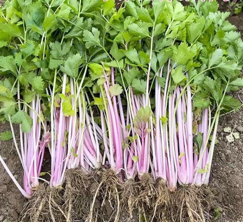 紫玉香芹种子红芹菜种籽紫色孑盆栽蔬菜阳台籽种香味浓细芹菜