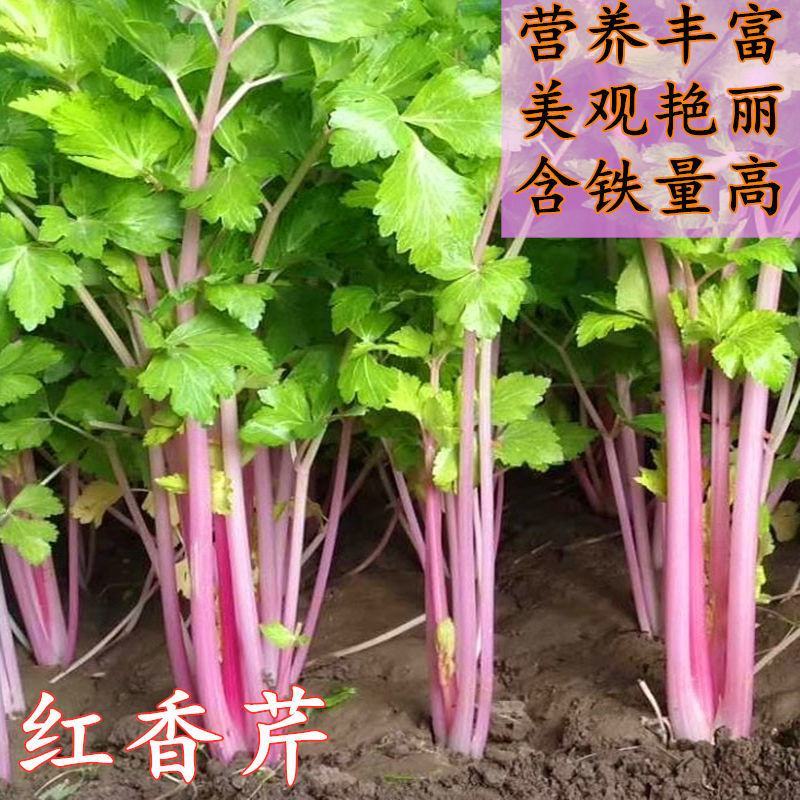 紫玉香芹种子红芹菜种籽紫色孑盆栽蔬菜阳台籽种香味浓细芹菜