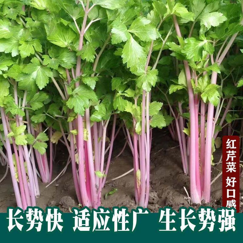 紫玉香芹种子红芹菜种籽紫色孑盆栽蔬菜阳台籽种香味浓细芹菜