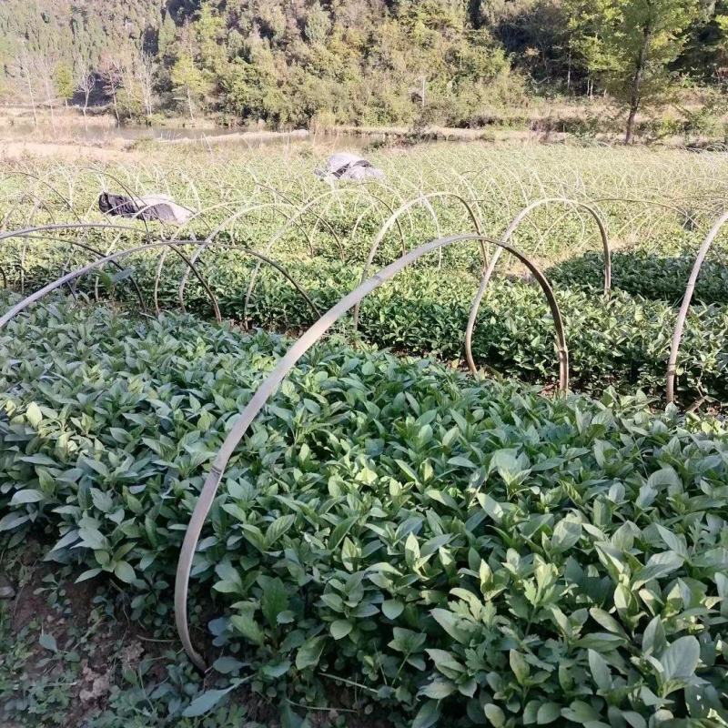 我有大量板蓝根、蓝淀，板蓝根苗、出售，。有需要的老板请联