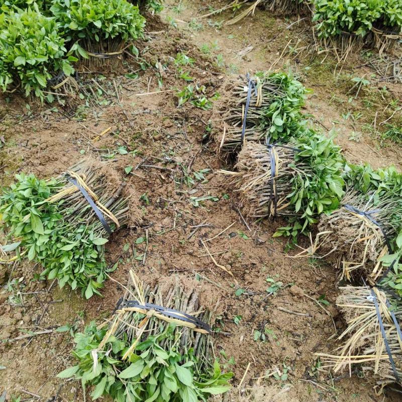 我有大量板蓝根、蓝淀，板蓝根苗、出售，。有需要的老板请联