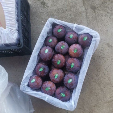 黑总统，黑琥珀，红布林，青脆李马上大量上市了