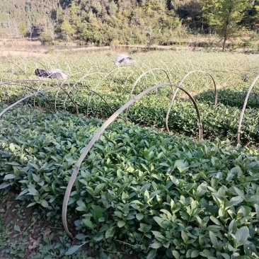 我有大量板蓝根、蓝淀，板蓝根苗、出售，。有需要的老板请联