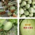 城固绿宝石甜瓜：皮溥脆甜清香可囗，产地直销日供5万斤现货