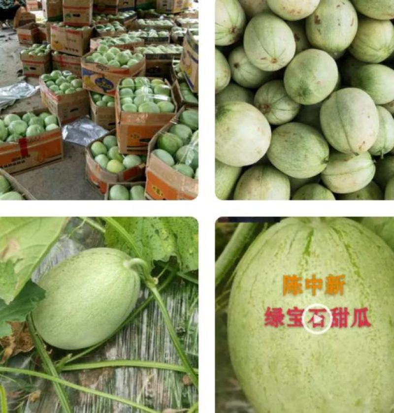城固绿宝石甜瓜：皮溥脆甜清香可囗，产地直销日供5万斤现货