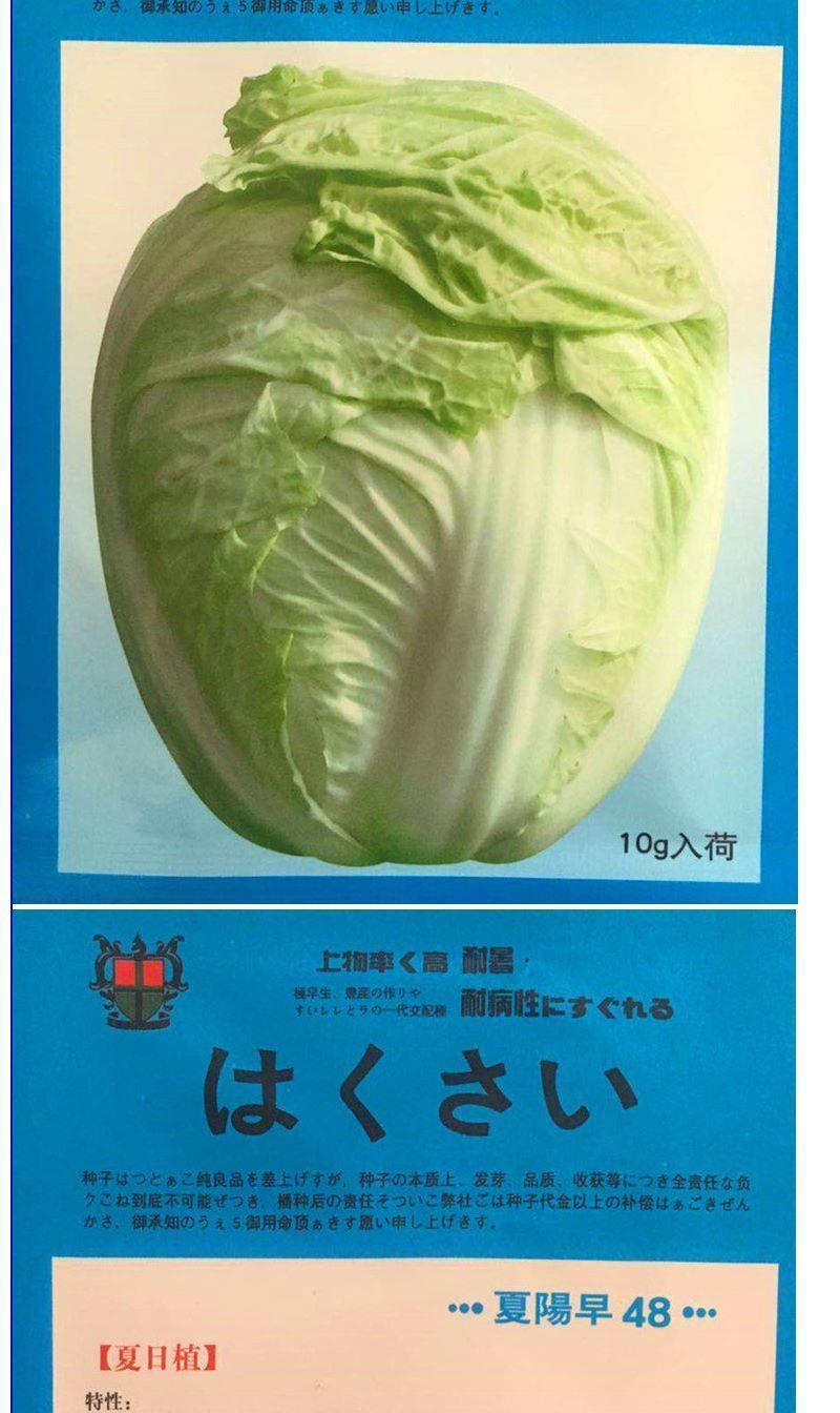 夏阳早4850白菜种子耐热高产大白菜种籽日本进口