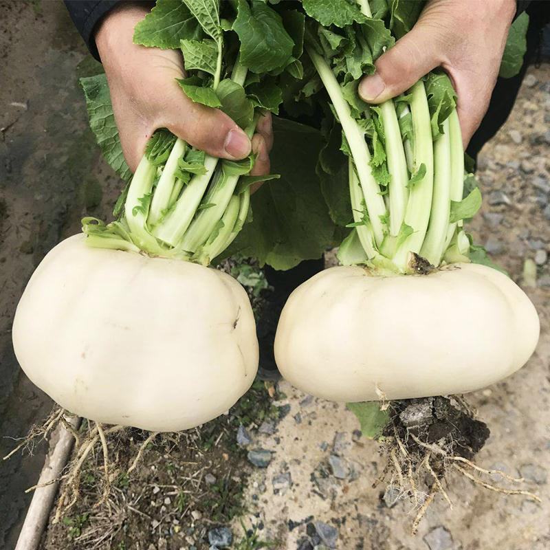 盘菜种子