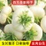 盘菜种子