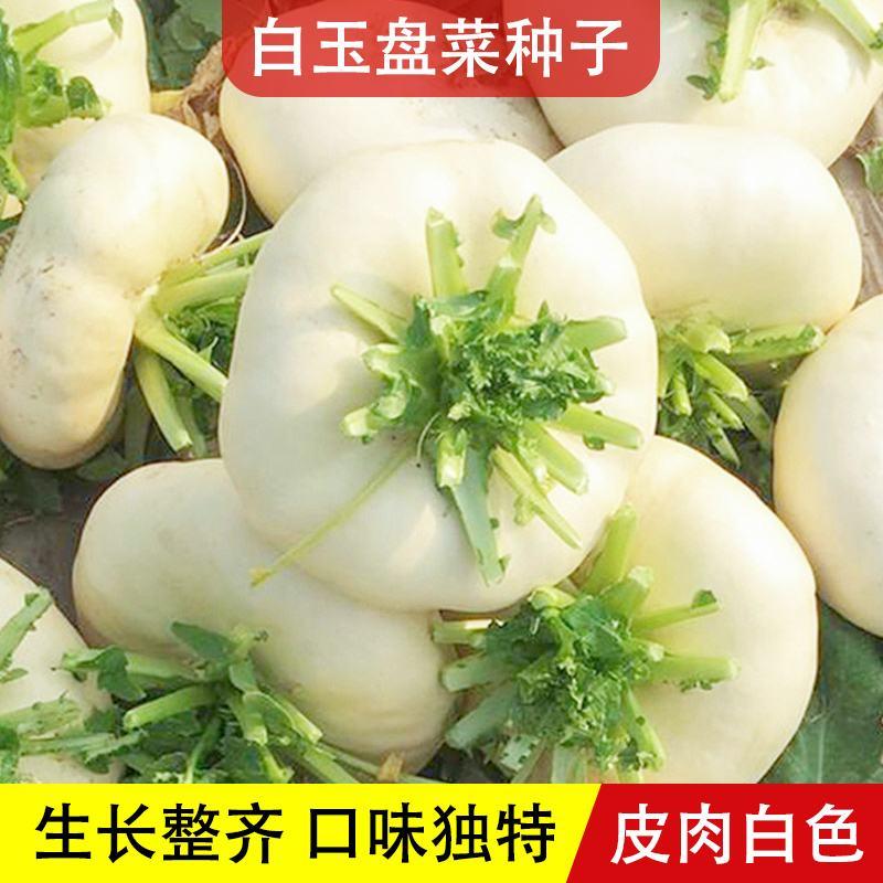 白玉盘菜种籽温州盘菜头可腌制大头菜芥菜种子农家秋冬季蔬菜