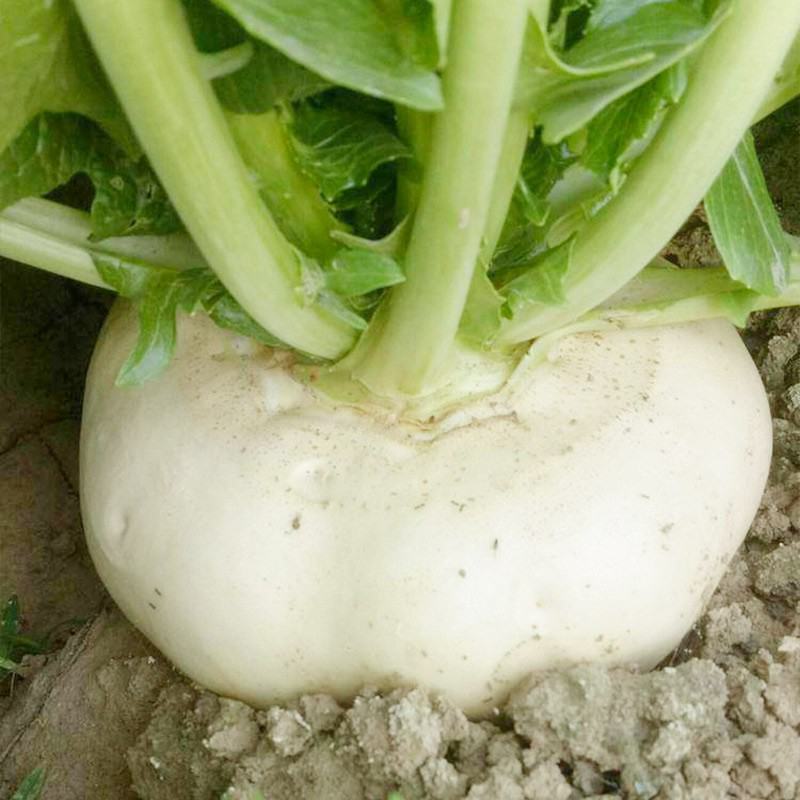 盘菜种子
