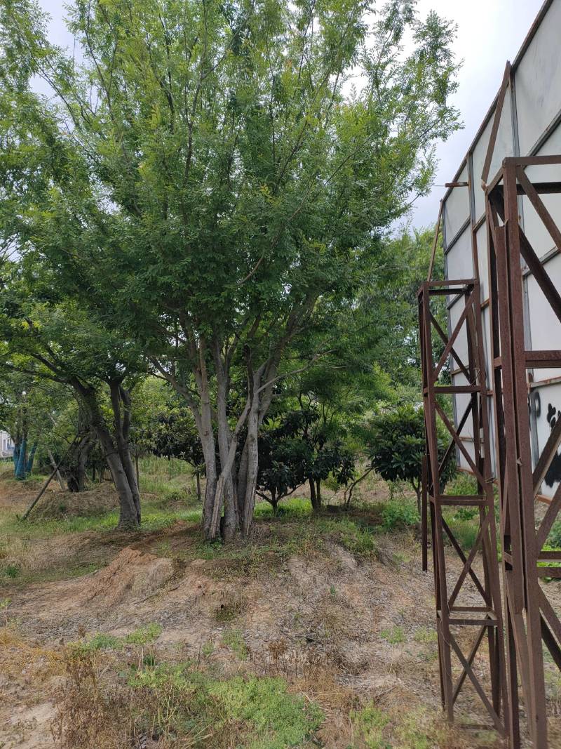 丛生榔榆大量供应树形优美诚信经营欢迎合作