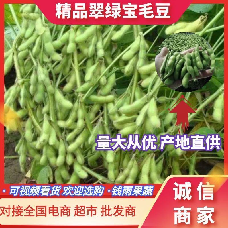 江苏毛豆精品翠绿宝毛豆大量上市量大从优大豆夹全国商超