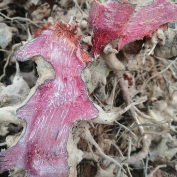 广西野生金刚藤菝葜，新鲜铁刺苓