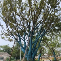 丛生扑树大量供应，45一150公分，种植，量大从优。