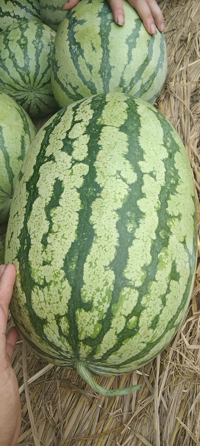 硒砂瓜，大量接单，质量三包，诚信经营，大量供应