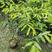 奇楠沉香苗：主营凹身木，西瓜叶，油叶子，紫奇，黑奇，糖结