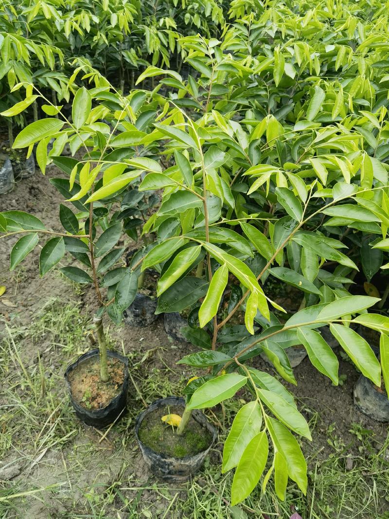 奇楠沉香苗：主营凹身木，西瓜叶，油叶子，紫奇，黑奇，糖结
