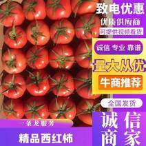 西红柿精品包装，产地直发，供港标准，欢迎选购
