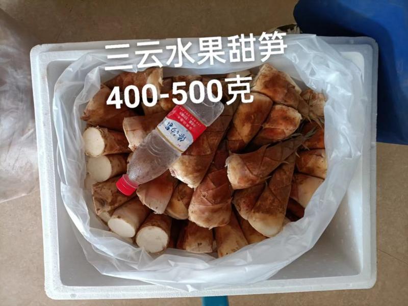 云南精品甜笋货源充足产地直供优质甜笋甜笋苗