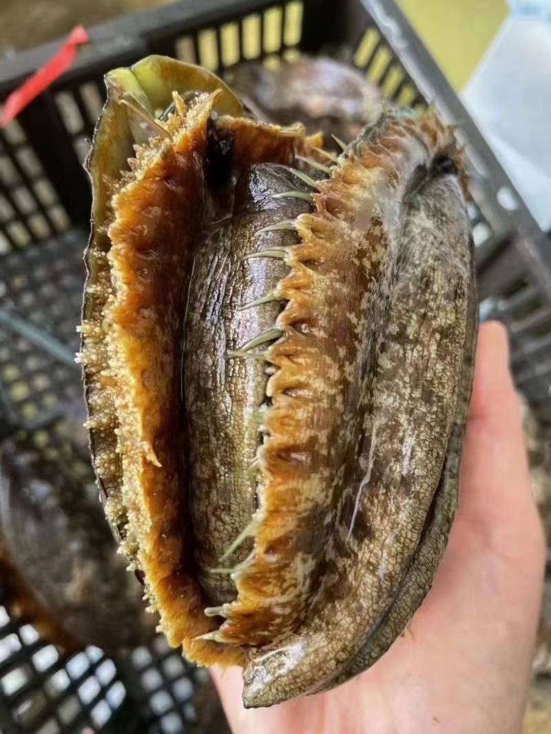 活运大鲍鱼新鲜活冻规格齐全鲍鱼肉