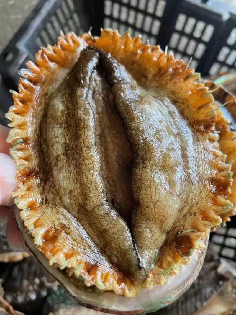 活运大鲍鱼新鲜活冻规格齐全鲍鱼肉