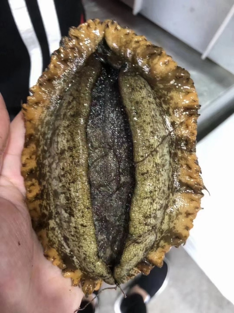 活运大鲍鱼新鲜活冻规格齐全鲍鱼肉