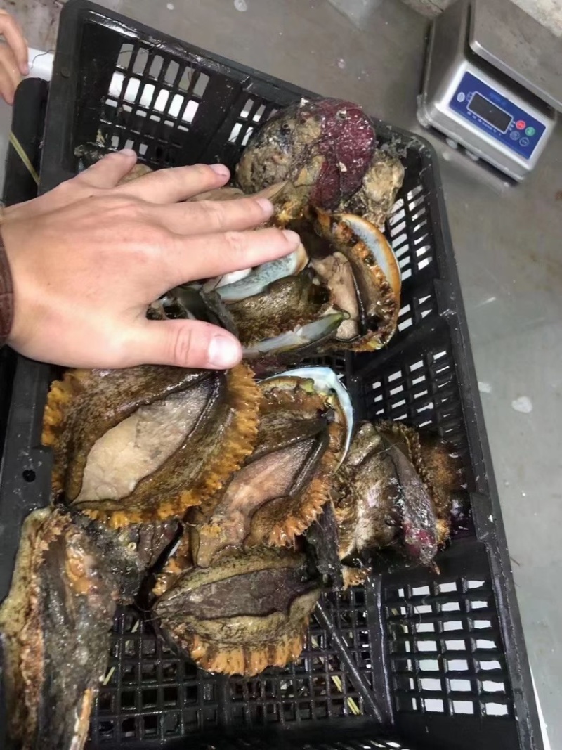 活运大鲍鱼新鲜活冻规格齐全鲍鱼肉
