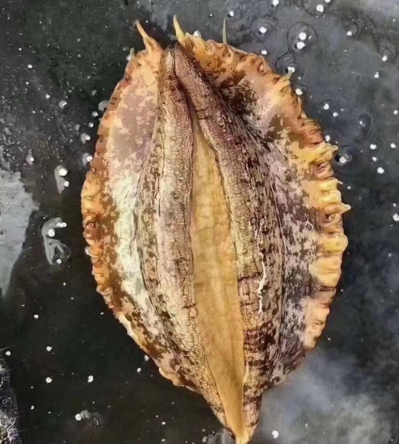 活运大鲍鱼新鲜活冻规格齐全鲍鱼肉