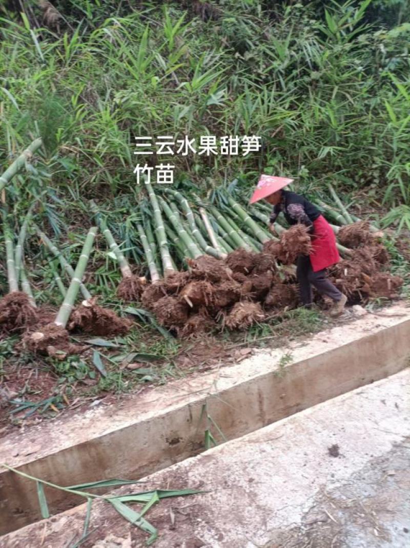 竹云南普洱新品种甜笋竹苗产地直供优质甜笋甜笋竹苗