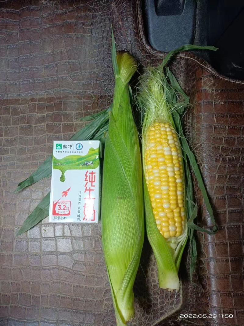 糯玉米，各种玉米大量上市，对接市场以及各大电商平台！