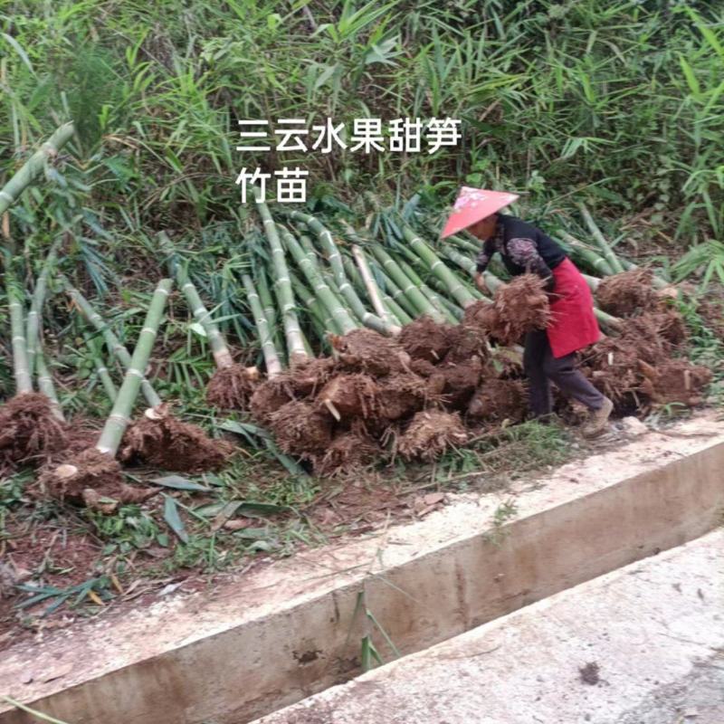 云南优质甜笋竹苗生产周期长存活率高产值高