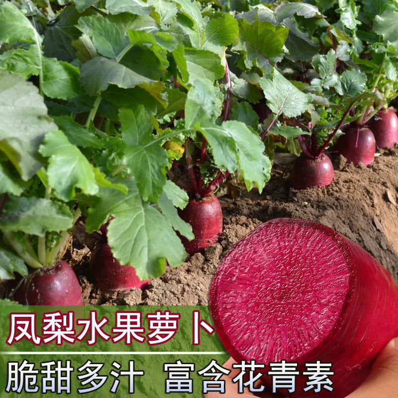 凤梨红心水果萝卜种子高产生吃满堂红心里美春秋夏季四季