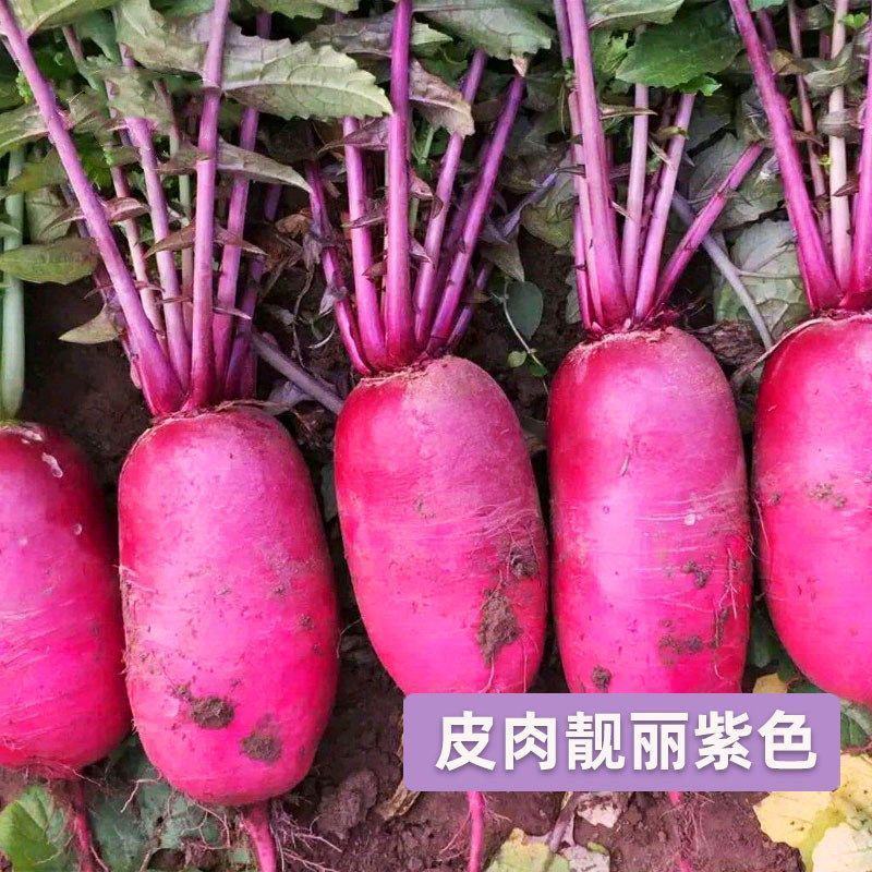 凤梨红心水果萝卜种子高产生吃满堂红心里美春秋夏季四季