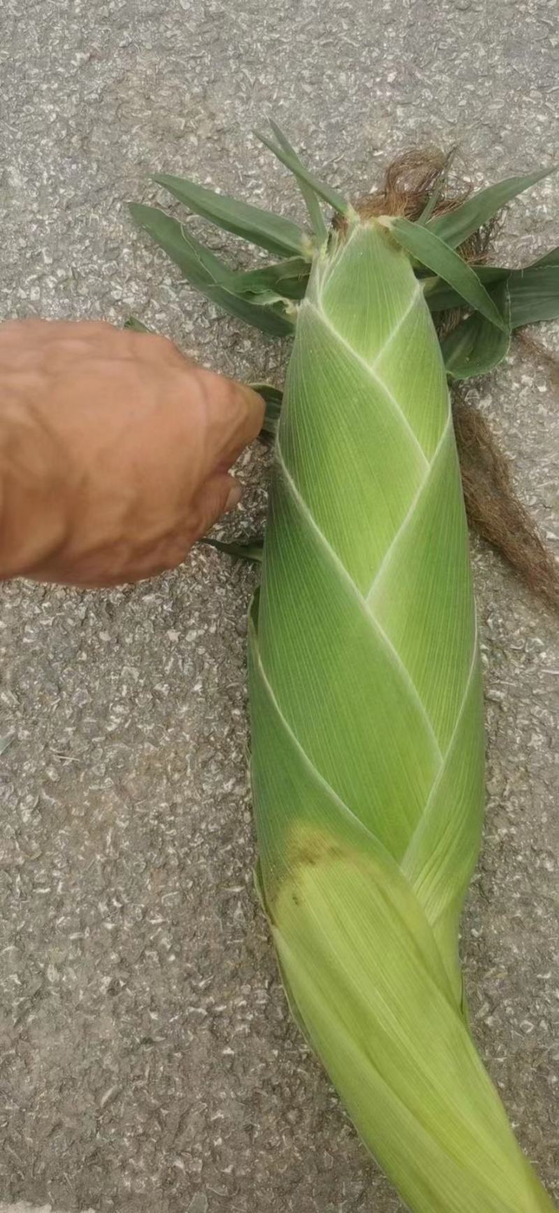 各种糯玉米大量上市，一手货源，欢迎来电洽谈
