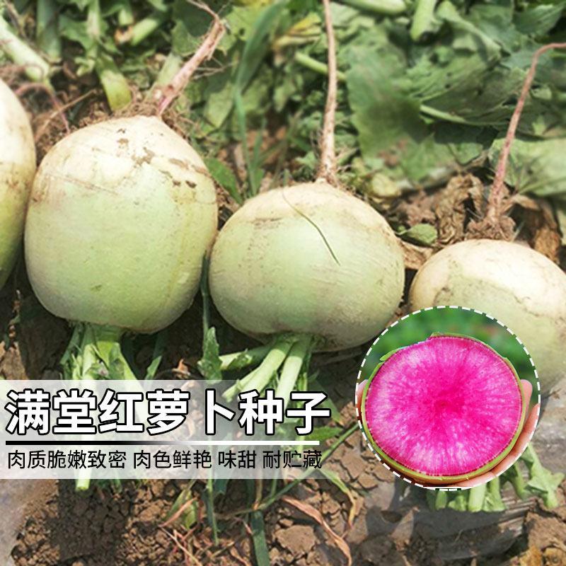 【北京满堂红】心里美水果萝卜种子一代杂交秋冬蔬菜种子