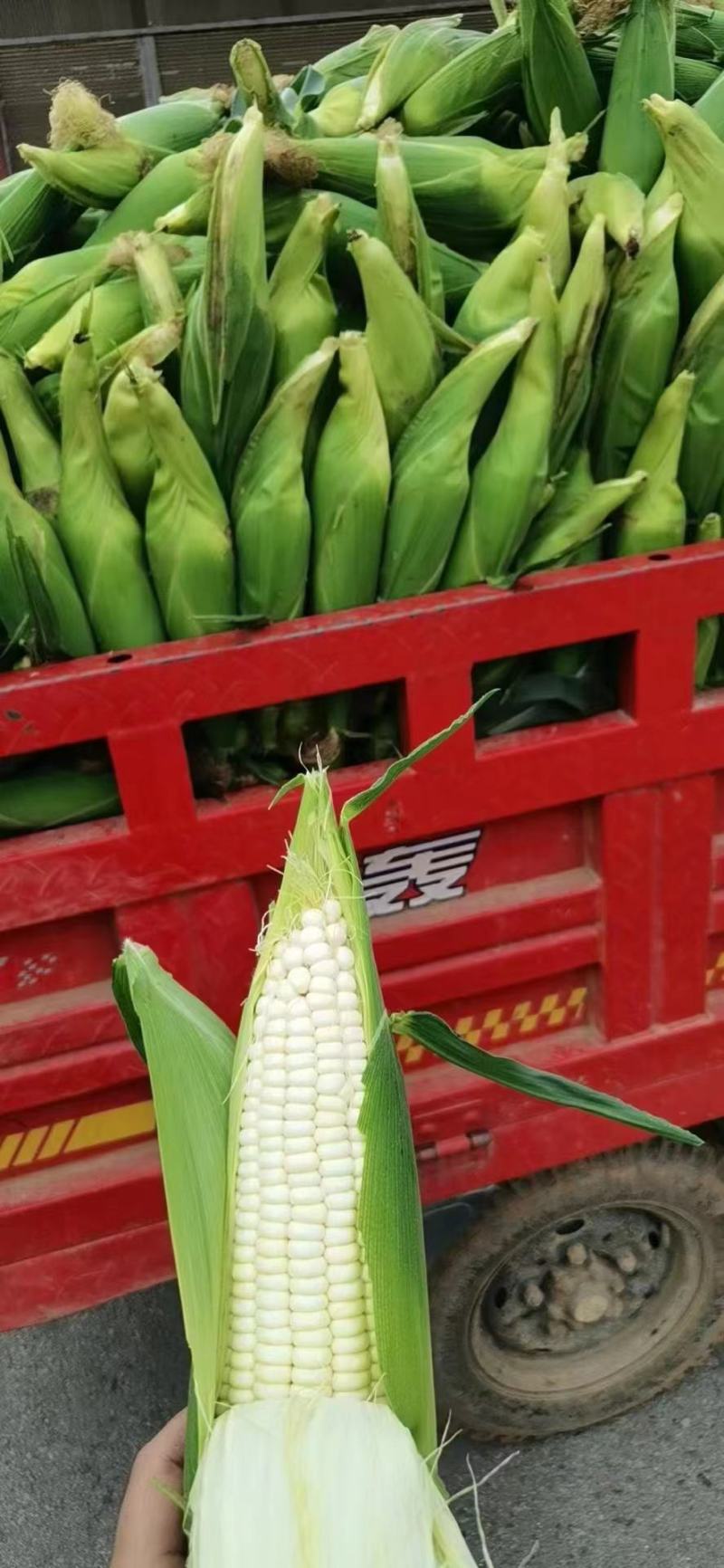 【置顶推荐】各种甜糯玉米大量上市，一手货源，欢迎来电洽谈