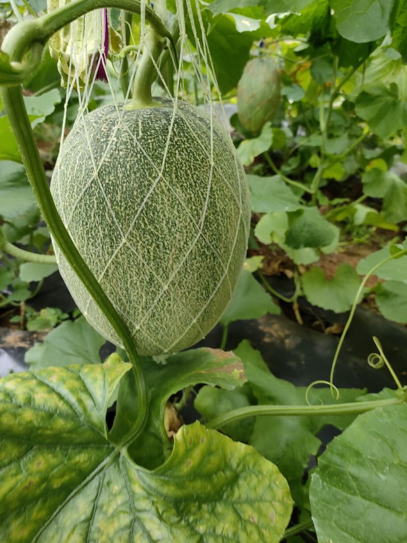 大棚哈蜜瓜