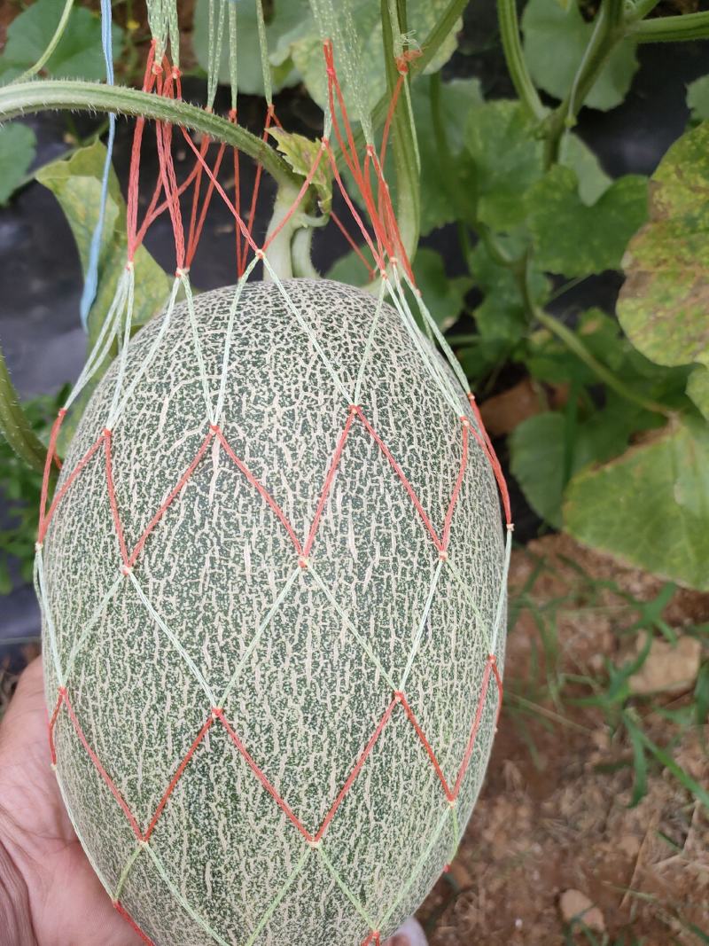 大棚哈蜜瓜