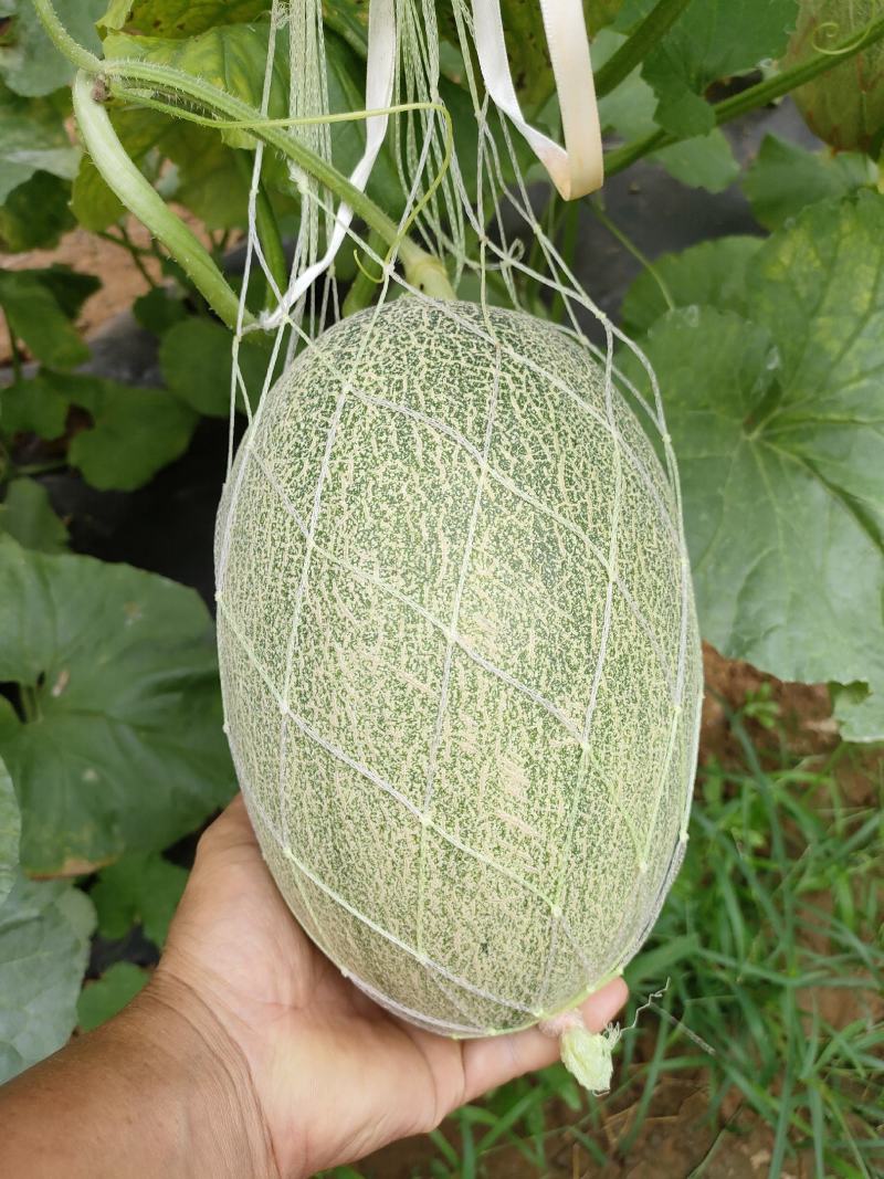 大棚哈蜜瓜
