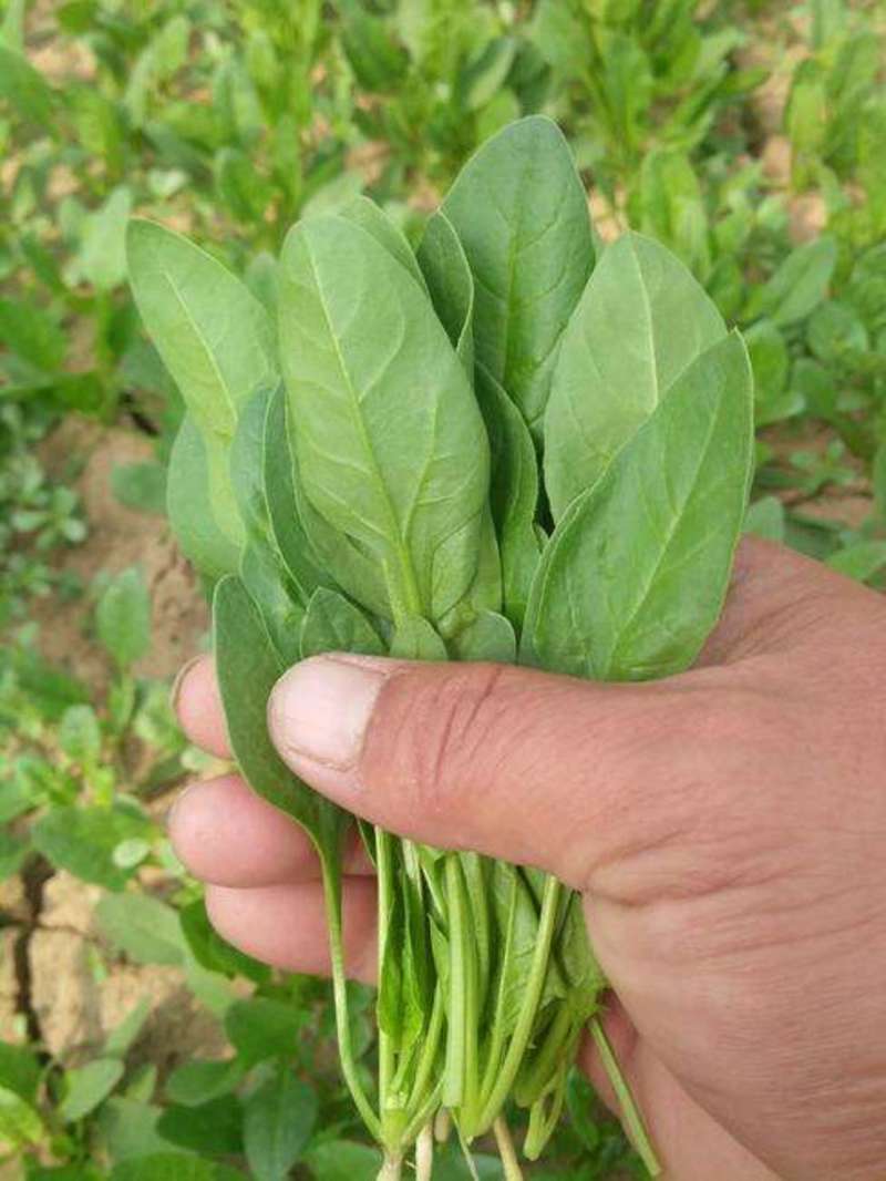 小叶菠菜种子四季易种原生态菠菜籽抗病耐热耐寒越冬田园蔬菜