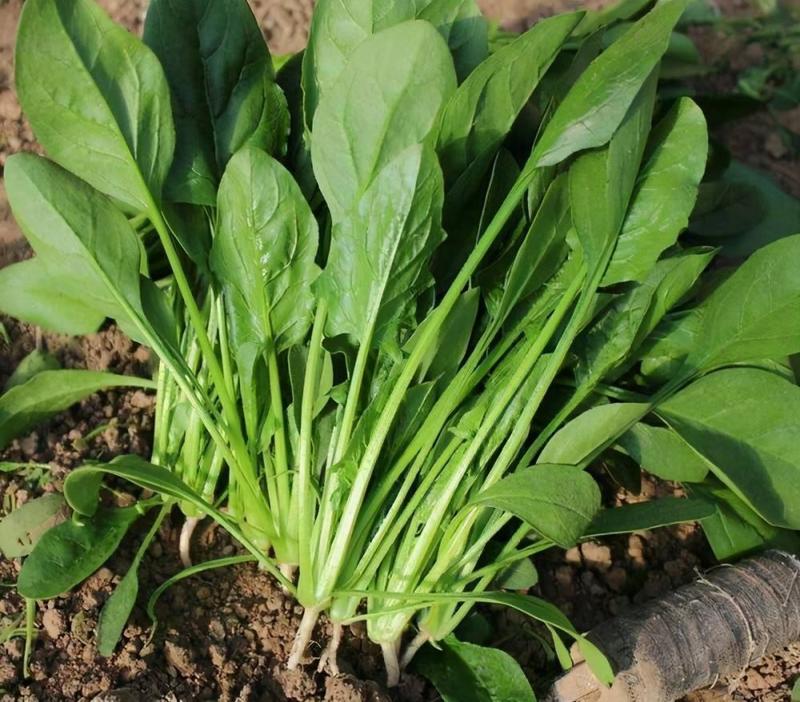 小叶菠菜种子四季易种原生态菠菜籽抗病耐热耐寒越冬田园蔬菜