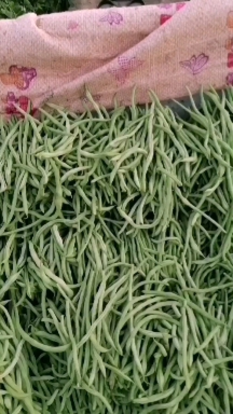 豆王