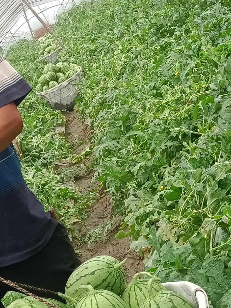 杭州萧山专业种植大棚小西瓜早春红玉秀玉等优良产品