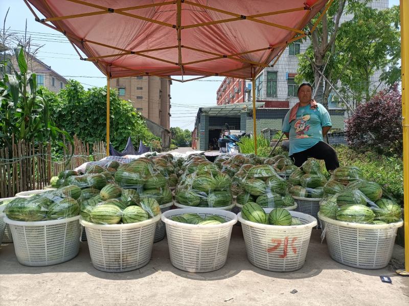 杭州萧山专业种植大棚小西瓜早春红玉秀玉等优良产品